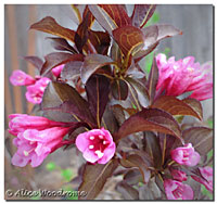 Wine and Roses Weigela