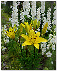 Yellow Asiatic and Larkspur