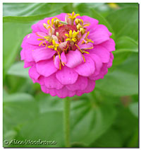 zinnia